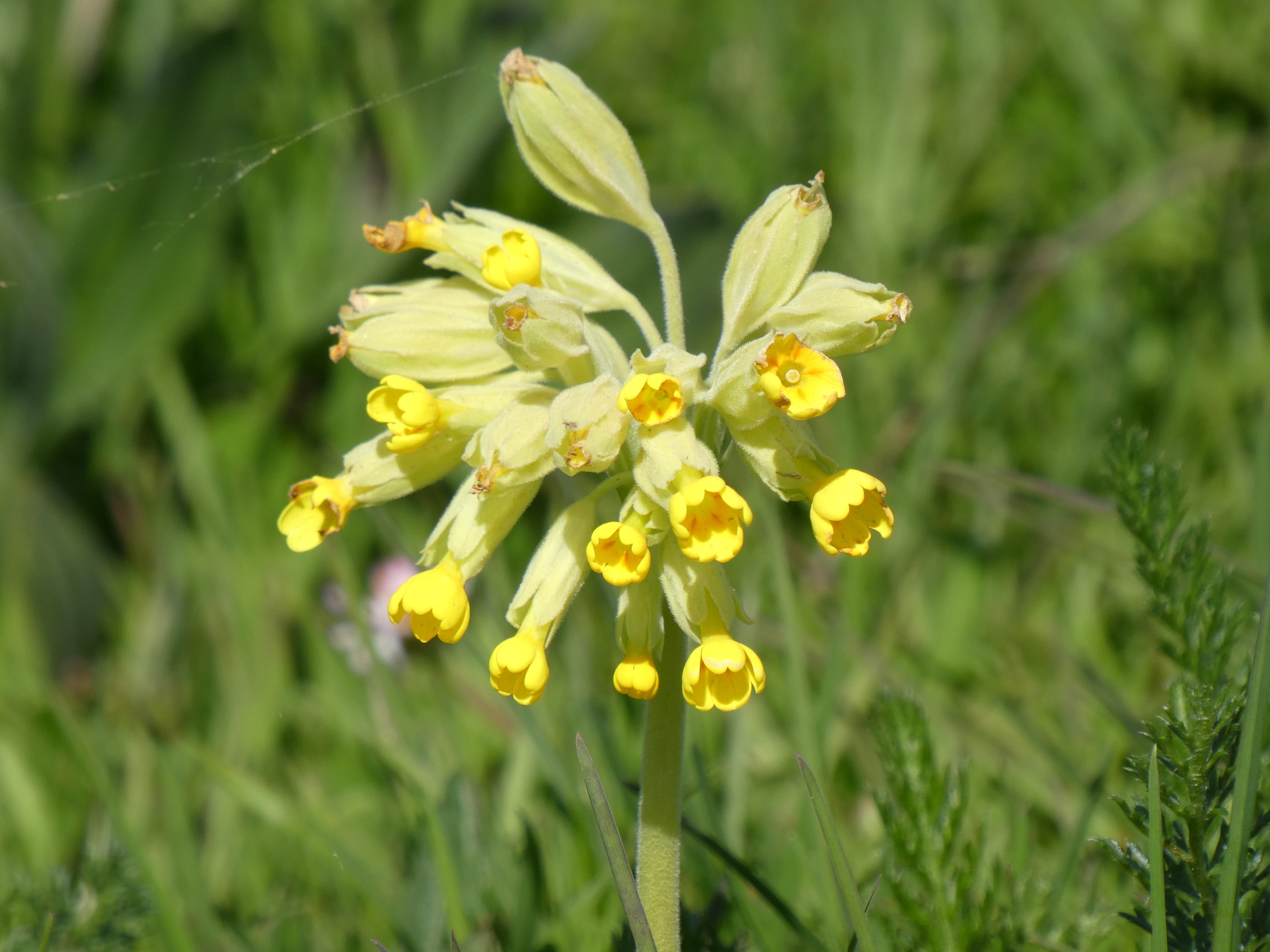 Cowslip