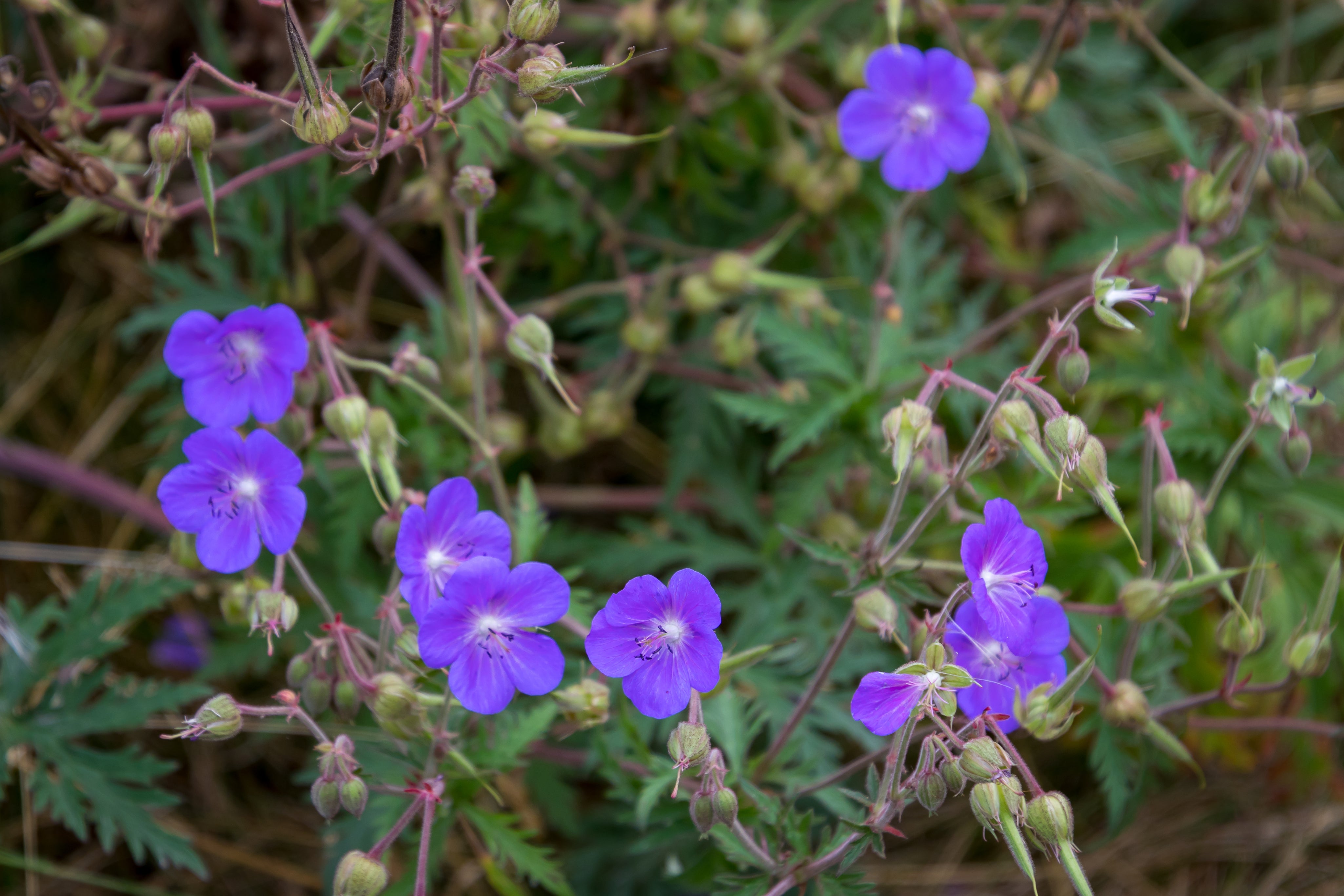 Meadow Crane's-bill