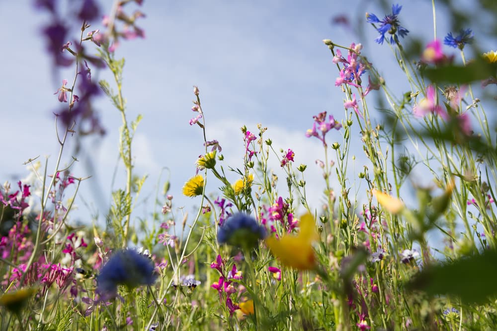 Meadow_bags_v2.jpg