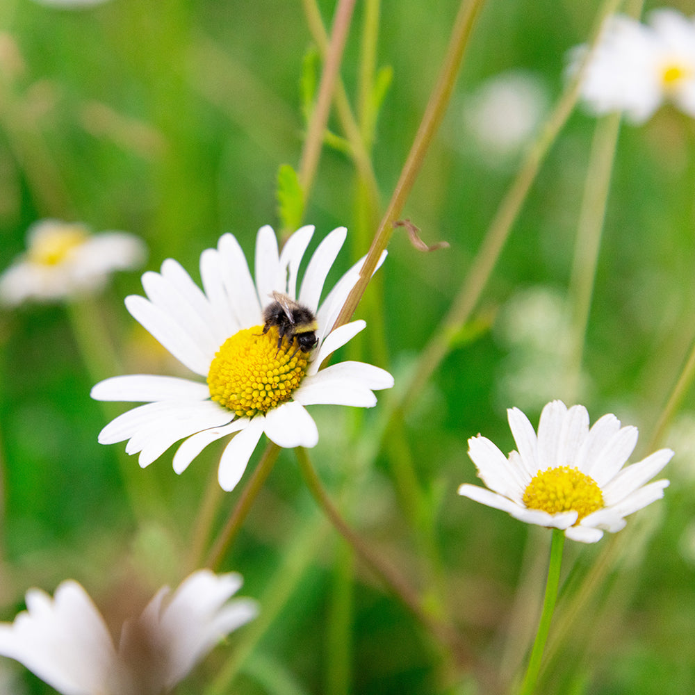 Oxeye Daisy
