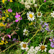 Close-up of a variety of wildflowers including daisies and clover on a green background.