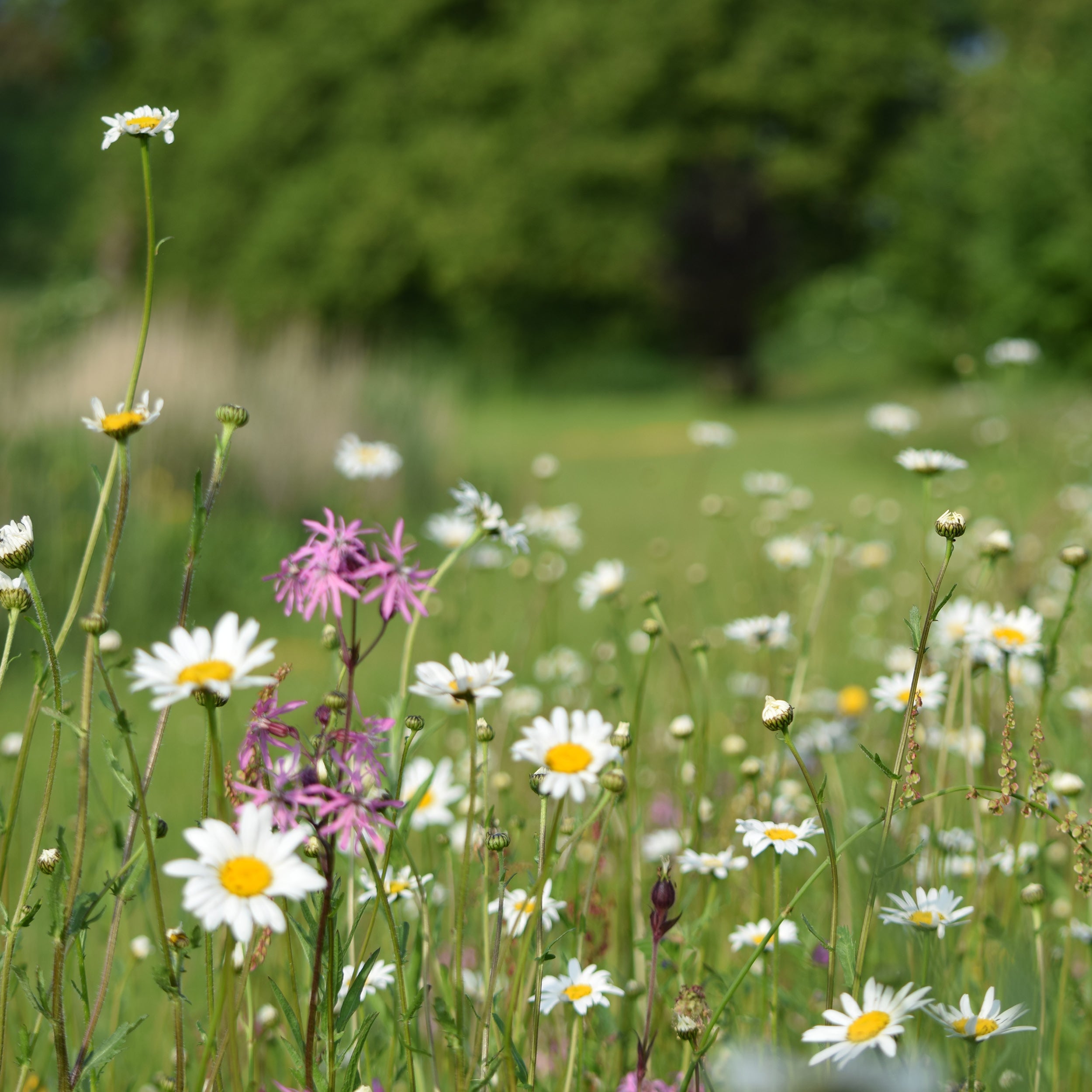Wildflowers in a field with a blurred green background