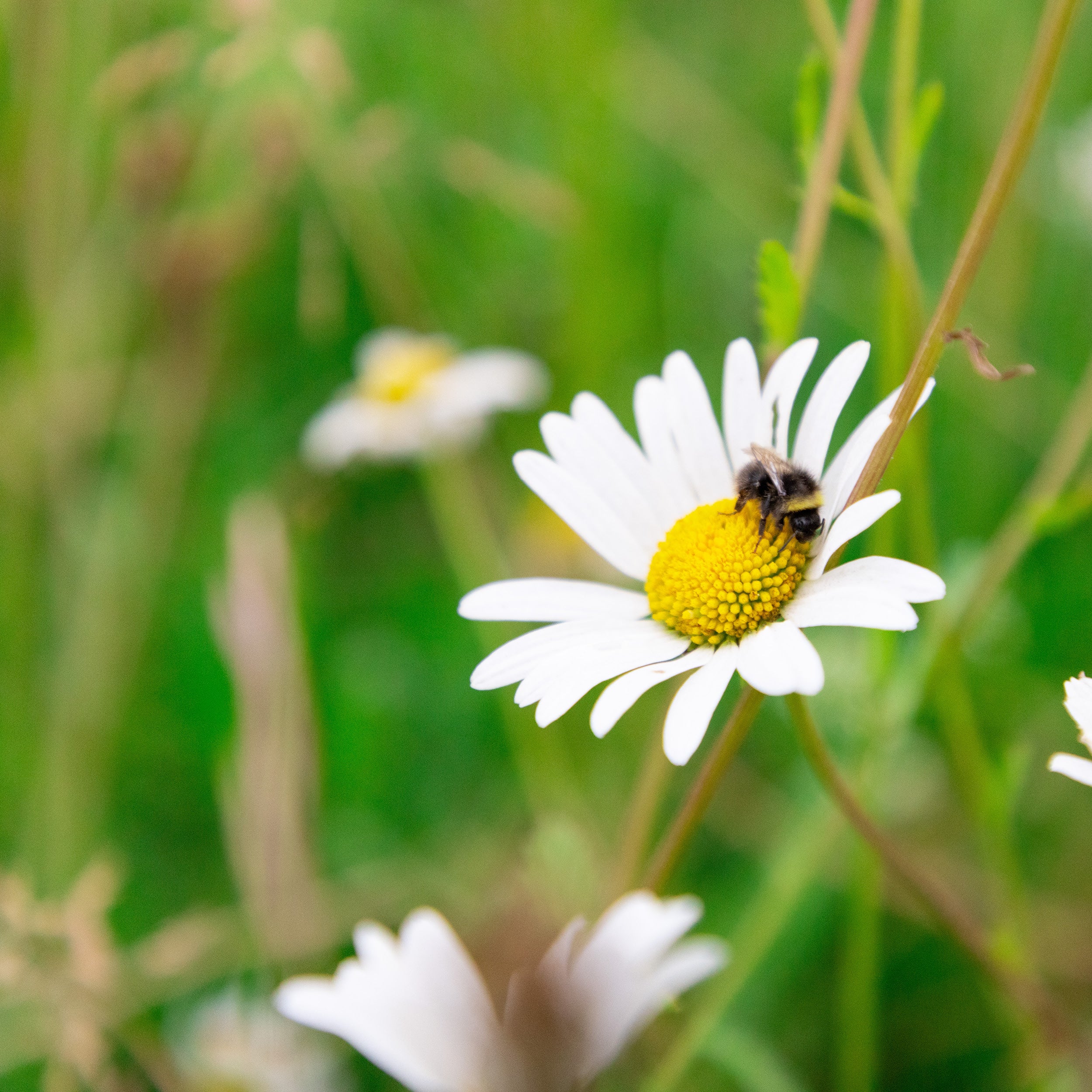 Bee on a white flower with a blurred green background