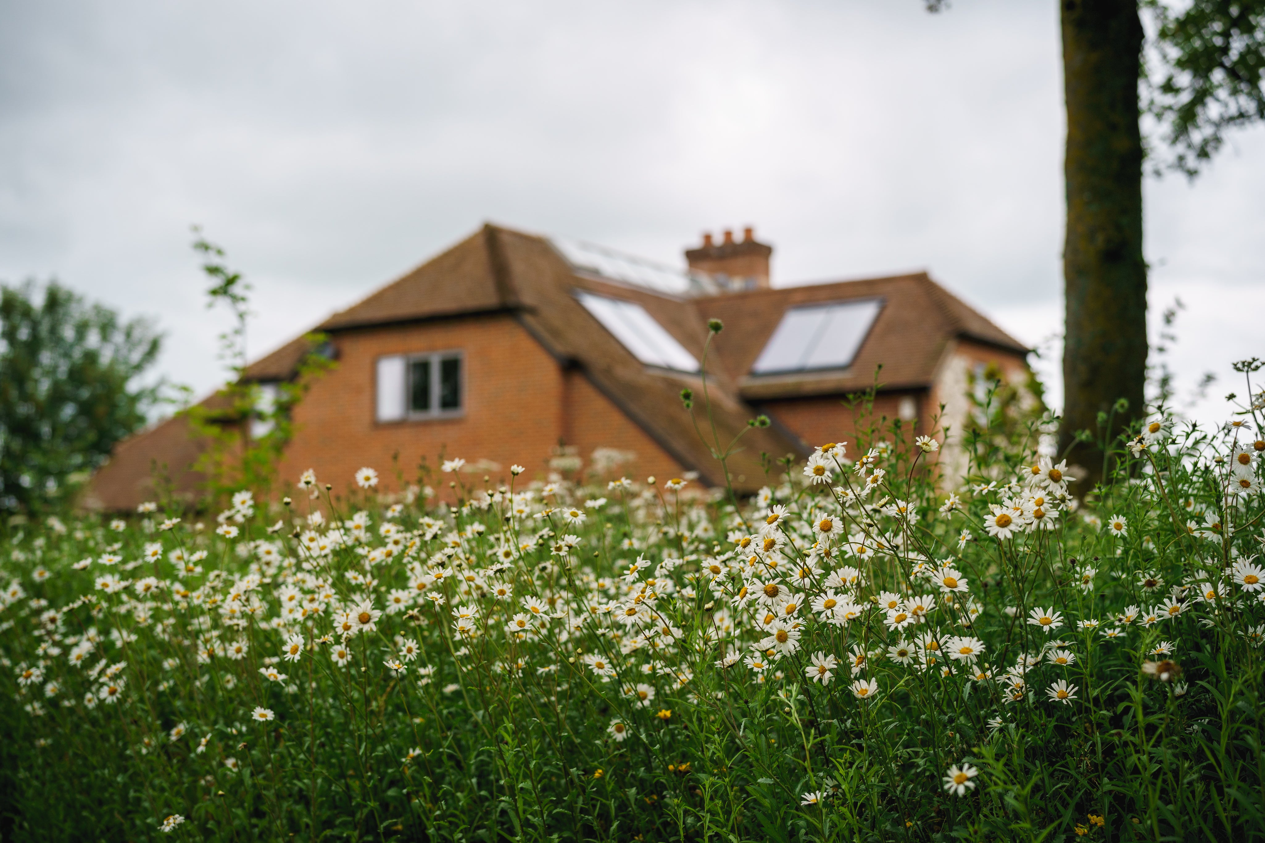 Wildflower_Turf_-_20th_June_2019_-_High_Resolution_61_of_79.jpg