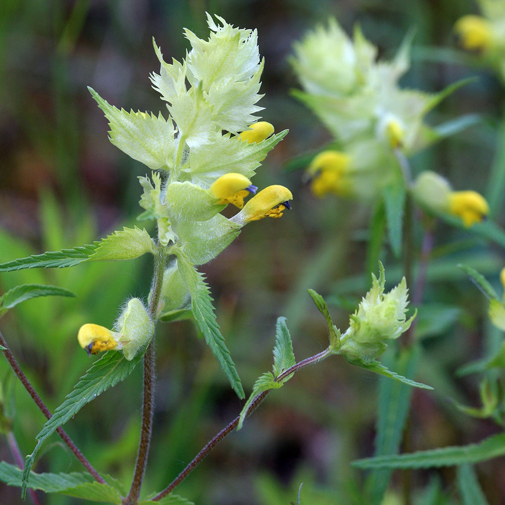 Yellow Rattle
