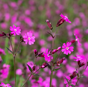 flower_1.jpg