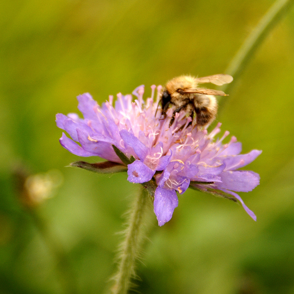 Field Scabious